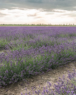 Purple flowering plants on field against sky