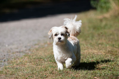 Portrait of dog on field