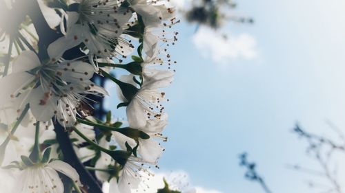 Low angle view of white flowering tree against sky