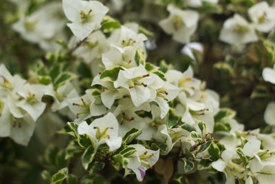 Close up of beautiful white baougainvillea flower