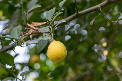 Low angle view of lemon on tree