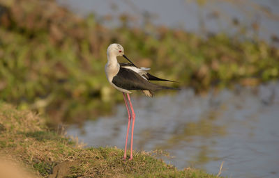 Close-up of bird perching on a lake