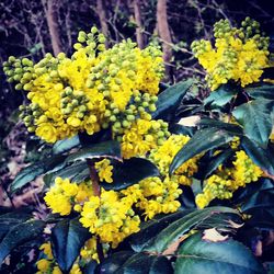 Close-up of yellow flowers