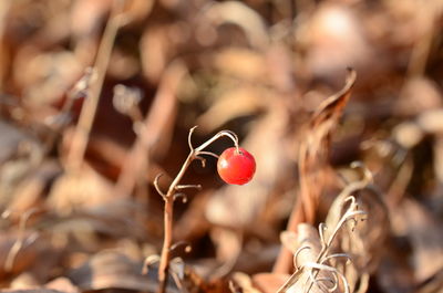 Close-up of red berries growing on tree