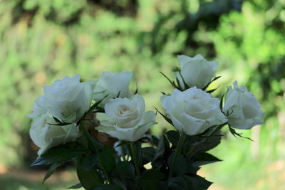 Close-up of white rose plant