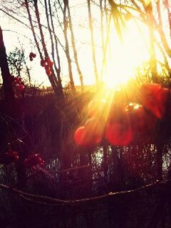 sun, sunset, tree, sunbeam, lens flare, sunlight, silhouette, back lit, nature, growth, lifestyles, orange color, tranquility, leisure activity, branch, beauty in nature, sky, outdoors