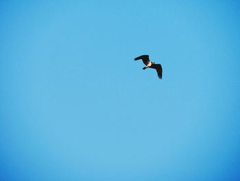 Low angle view of bird flying in sky