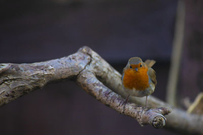 Close-up of bird perching on a tree