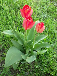 Close-up of flower growing on grass