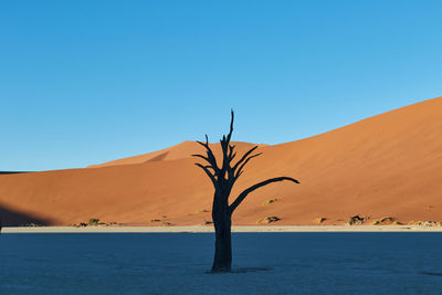 Deadvlei during sunrise with camel thorn trees