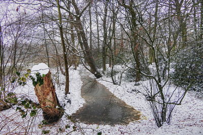 Low section of bare trees against sky