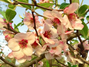 Low angle view of flowers on tree