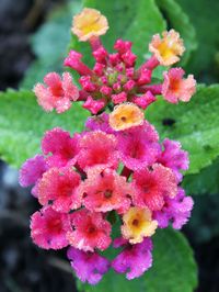 Close-up of pink flowers blooming outdoors