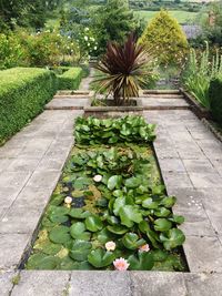 High angle view of plants growing outdoors