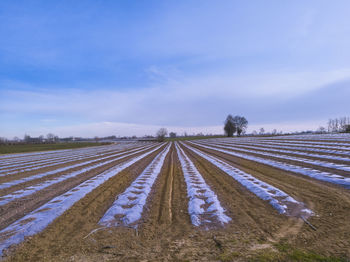 Agricultural field against sky