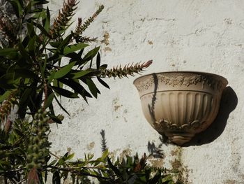 Close-up of potted plant against wall