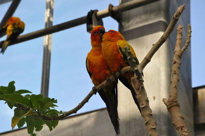 Close-up of parrot perching on branch