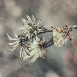 Close-up of wilted plant