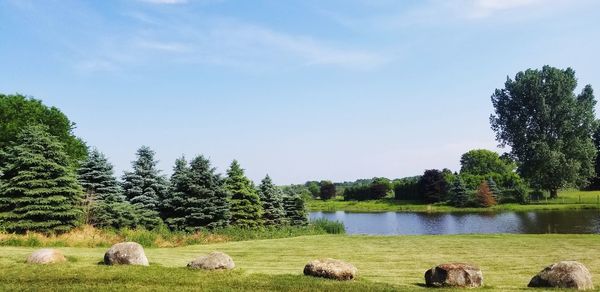 View of sheep on grassy field against sky