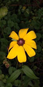 Close-up of yellow flower