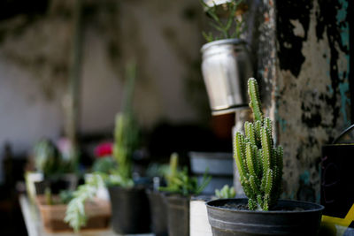 Close-up of potted plant