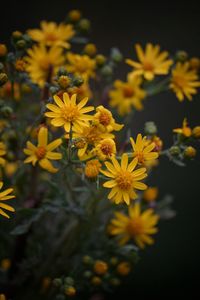 Close-up of yellow flowering plant