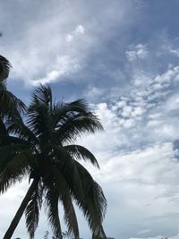 Low angle view of palm tree against sky