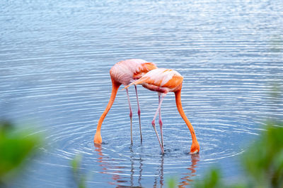 Flamingo Water