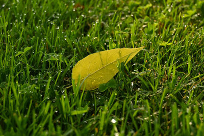Close-up of yellow leaf on grass
