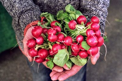 Midsection of man holding radishes while standing outdoors