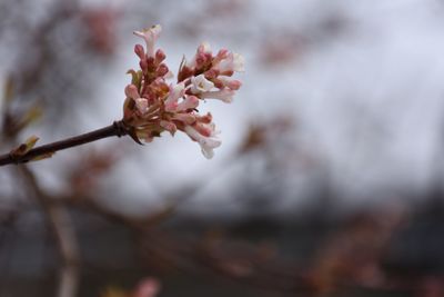 Close-up of apple blossoms in spring