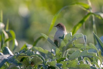 Bird perching on a plant