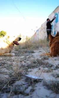 Close-up of dog against sky