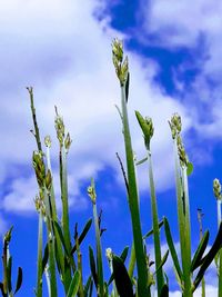 Close-up of plants against blue sky