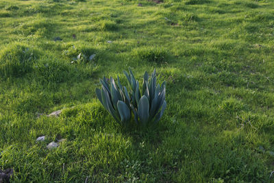 Close-up of flowering plants on field