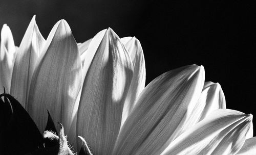 Close-up of white rose against black background