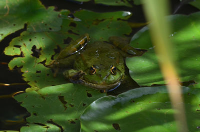 Close-up of green frog on leaves