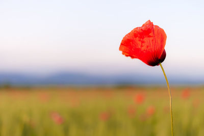 Close-up of red poppy flower on field against sky