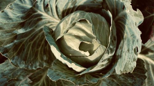 Close-up of cabbage 