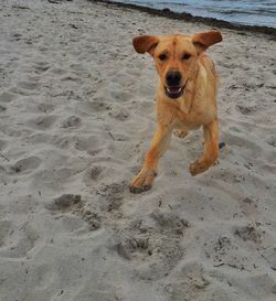 Close-up portrait of dog on sand at beach