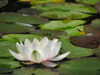 Close-up of lotus water lily in lake