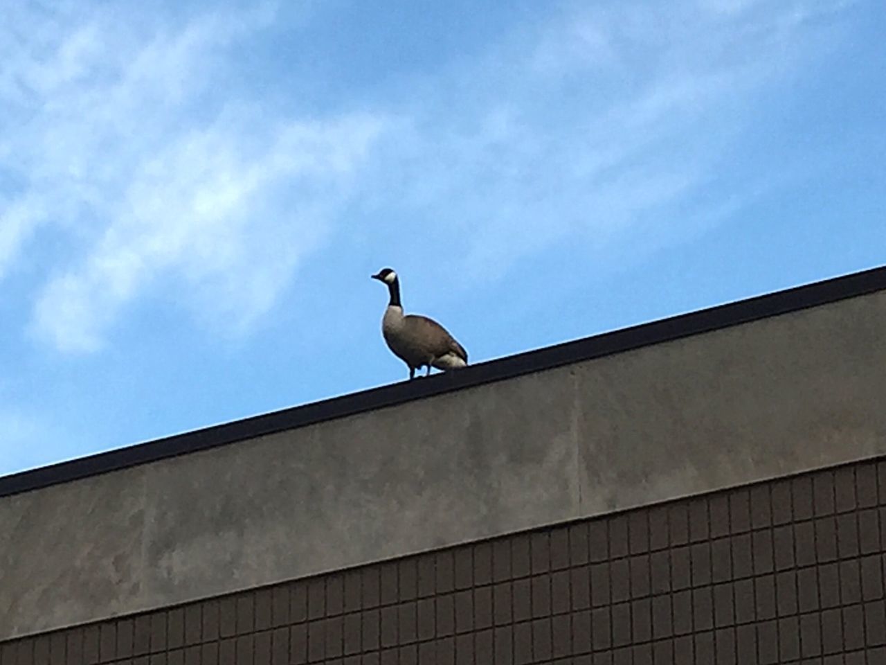 LOW ANGLE VIEW OF BIRD PERCHING ON WALL AGAINST BUILDING