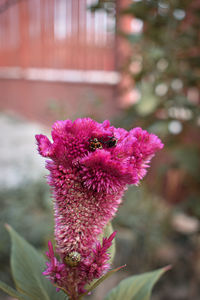 Close-up of pink flowering plant