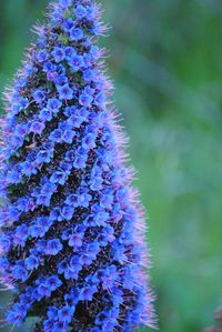 Close-up of purple flowers