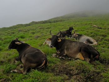 Sheep in a field