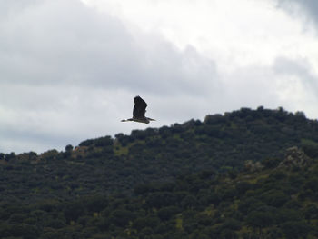 Bird flying over trees