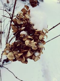 Close-up of dry flowers against sky