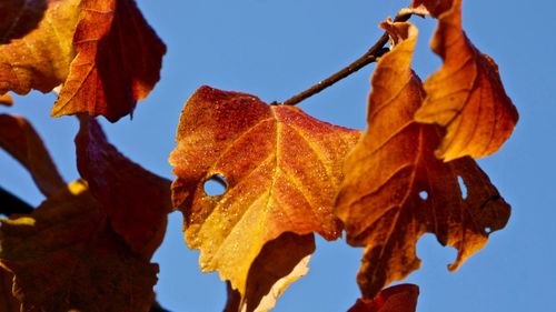 Low angle view of yellow autumn leaf against sky