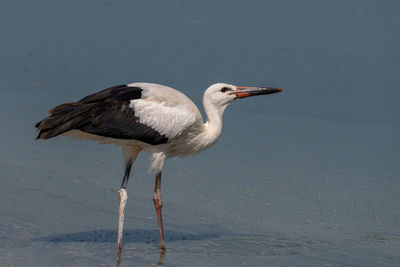 Close-up of bird perching on field