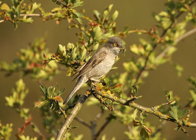 Close-up of bird perching on branch